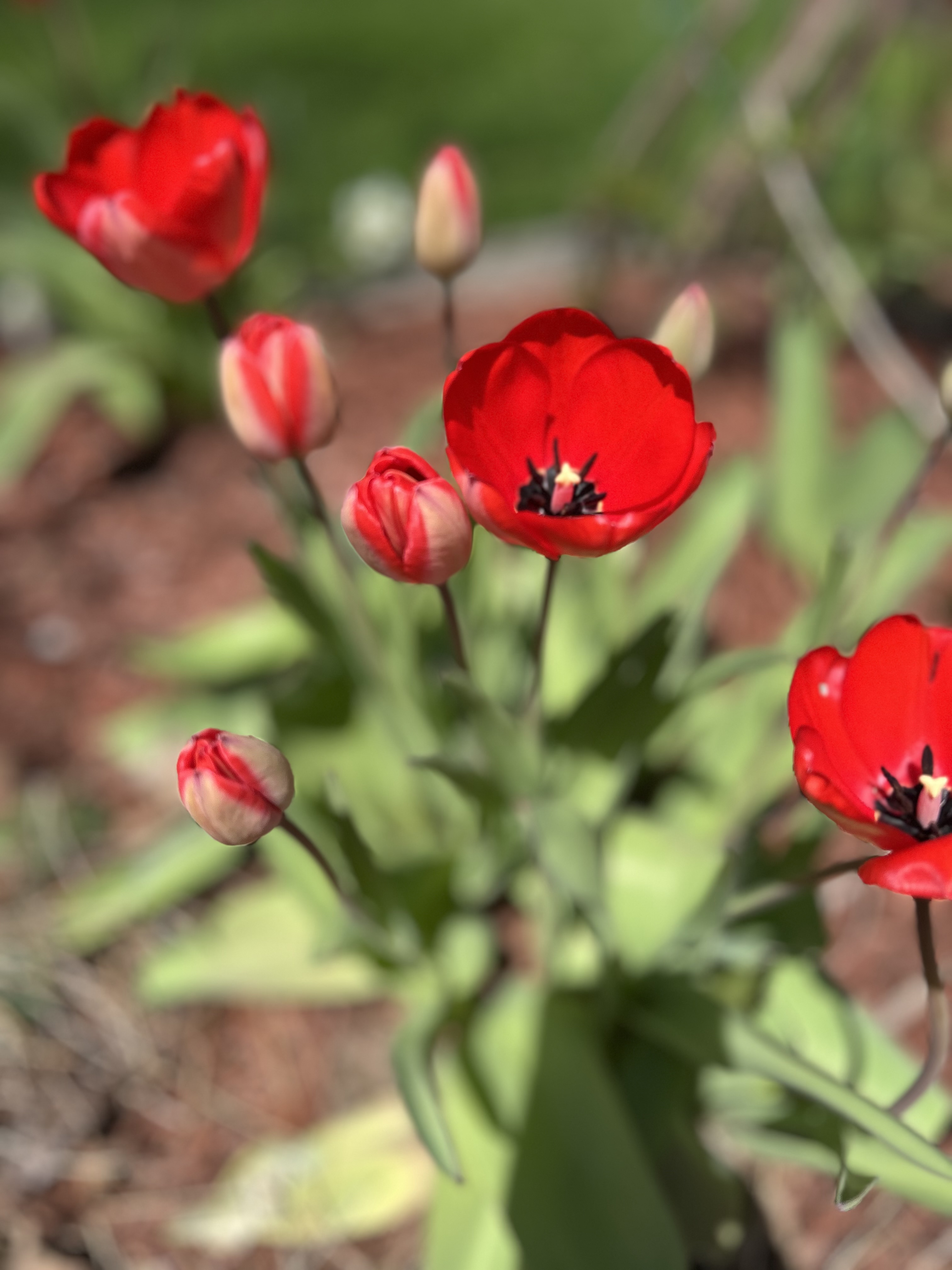 Spring flowers in my garden