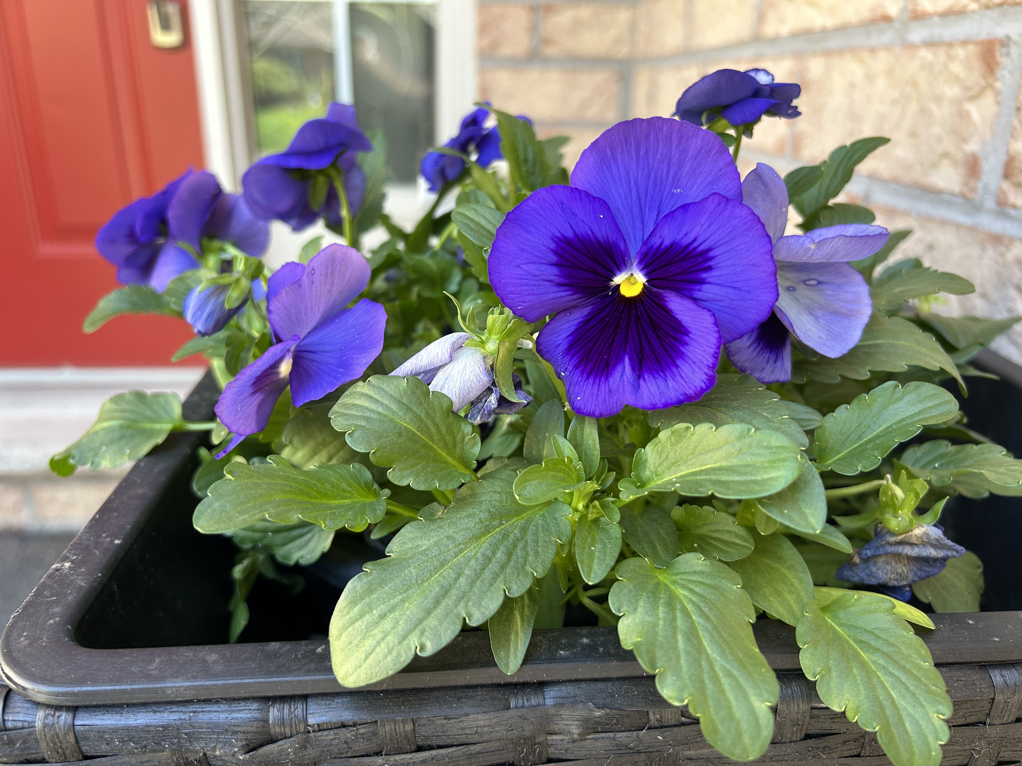 Spring flowers in my garden