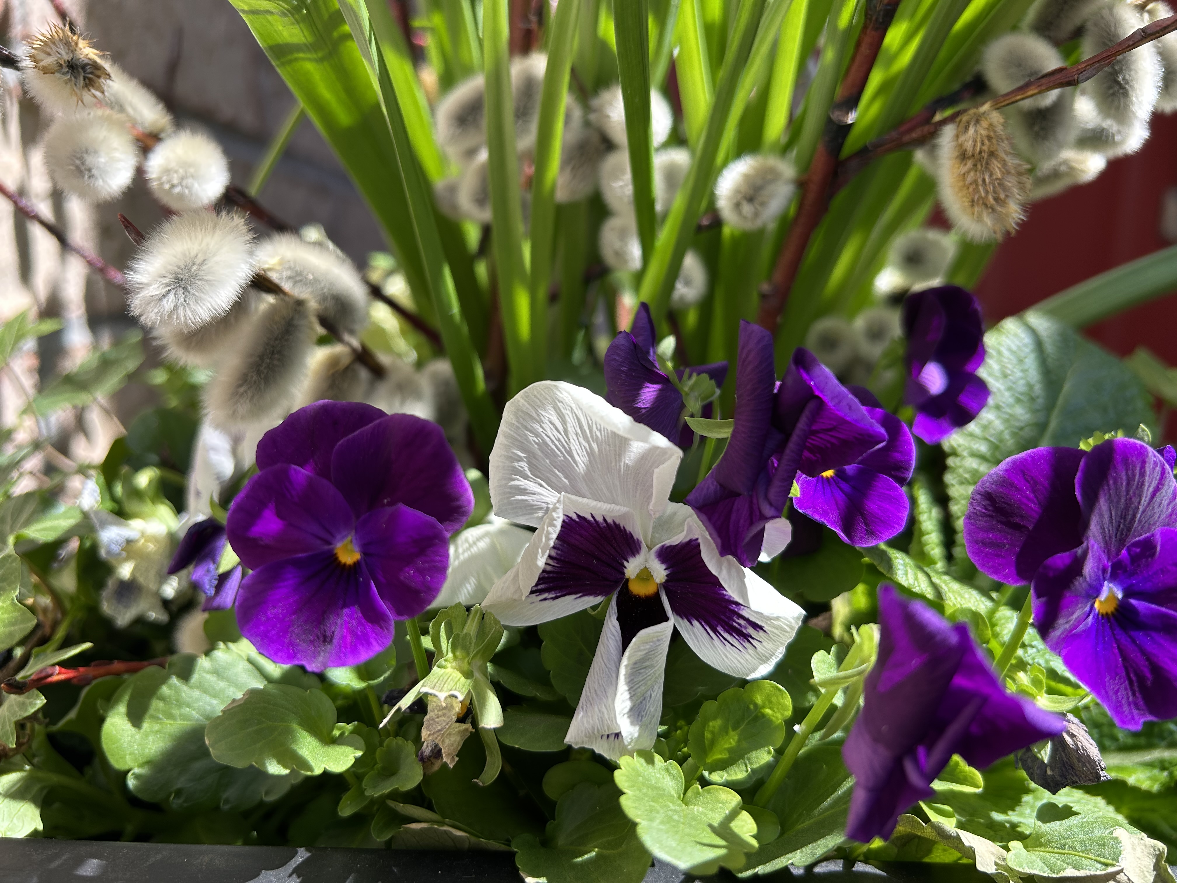 Spring flowers in my garden