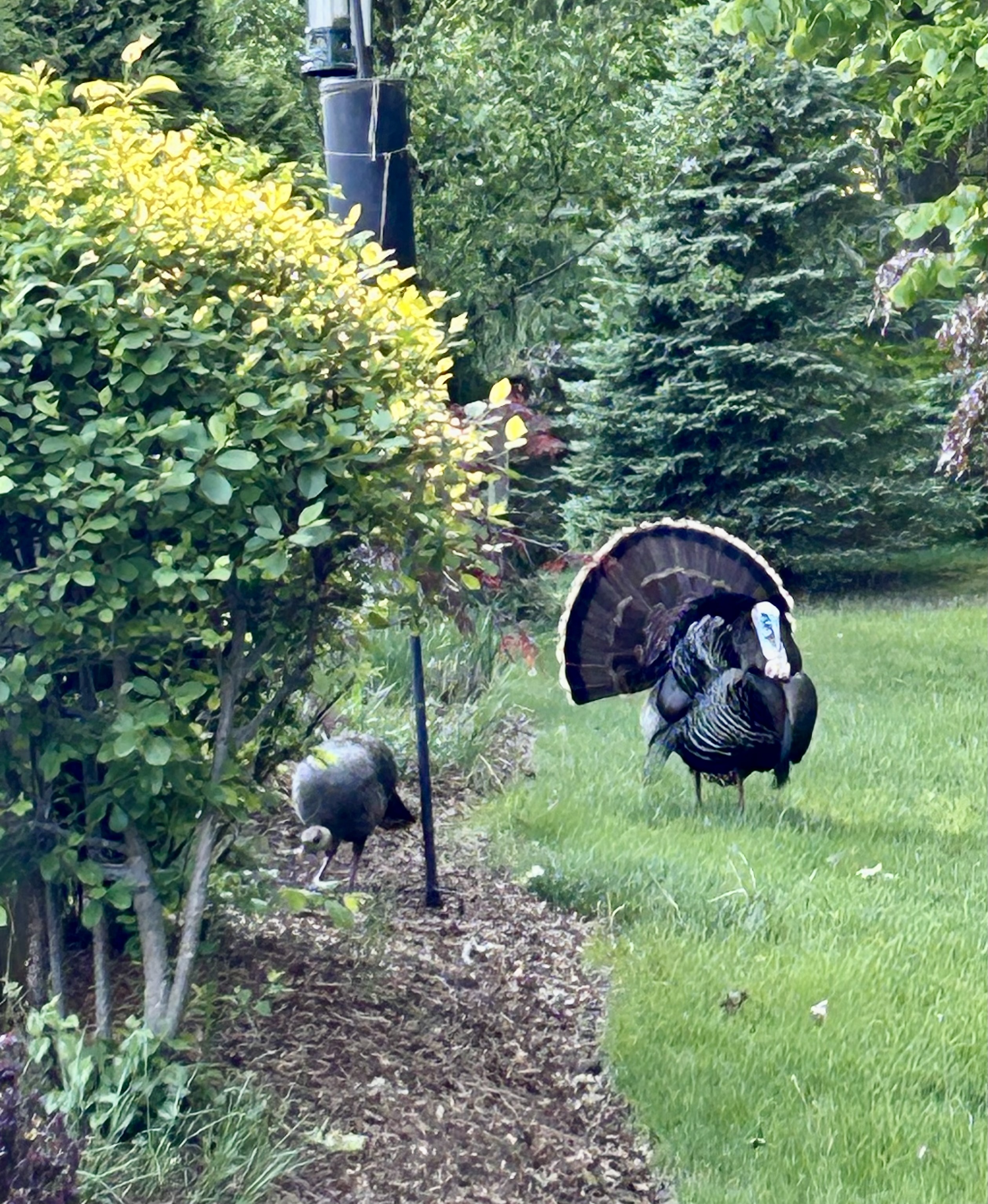 Tom turkey